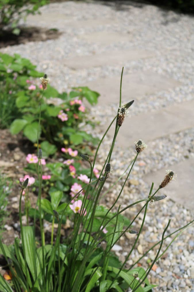 Naturgarten Bepflanzung am Weg