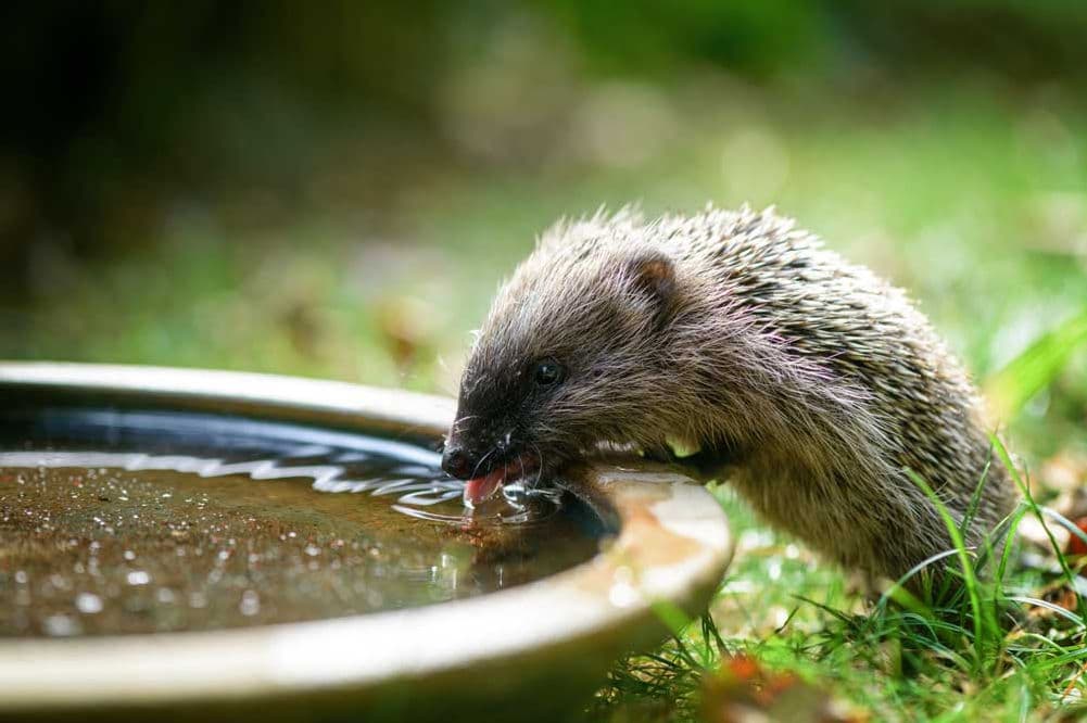 Igel-Wasserstelle im Garten